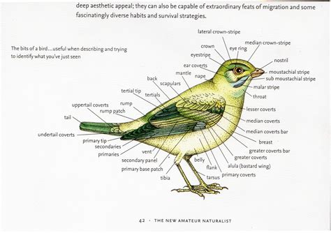 complete naturalist bird anatomy lizzie harper