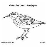 Coloring Sandpiper Designlooter Animal Least Bird Education Printable Pages Kids sketch template