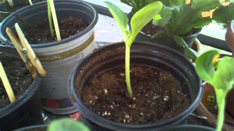 grow zucchini courgettes   bury leggy zucchini