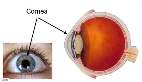 stem cells  repair damaged corneas