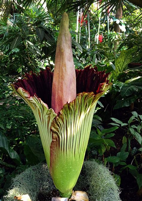 corpse flower corpse flower  bloom  uw madison greenhouse