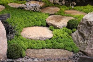 grow moss  pavers