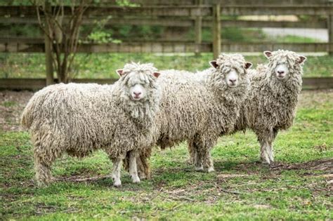 soscilla proses pembuatan kain wool  membuat benang wol
