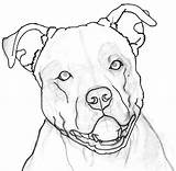 Pitbull Drawing Face Dog Tattoos Outline Drawings Tattoo Draw Mean Red Nose Pit Bull Cliparts Clipart Google Female Getdrawings Sketch sketch template