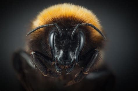 survival  bees   arctic