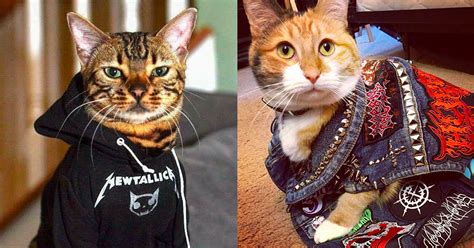 metal archives  replaced  band photo   cat photo