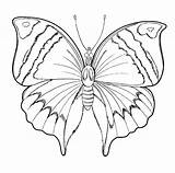 Coloring Spring Butterfly Pages Butterflies sketch template