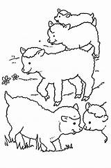 Kleurplaten Kleurplaat Ovejas Schafe Schapen Lammetjes Colorare Coloriages Malvorlagen Mouton للتلوين صور خروف Pecore Moutons Domba Mewarnai العيد Ausmalbild Animasi sketch template