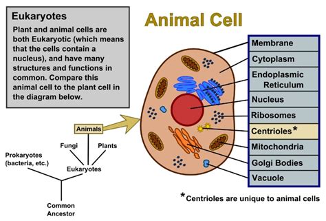 plant cells  animal cells  diagrams owlcation