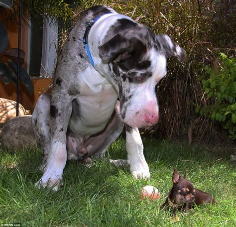 sintetico  foto los perros mas pequenos del mundo en venta el ultimo