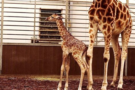 giraffe geboren  safaripark beekse bergen filmpje
