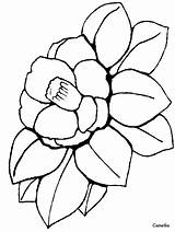 Coloring Camellia Flowers Pages Easily Print sketch template