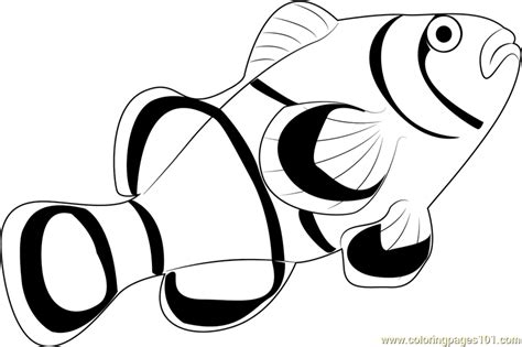 clown fish coloring page   fish coloring pages