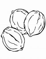 Coloring Walnut Pages Nut Clipart Designlooter 27kb 1275 sketch template