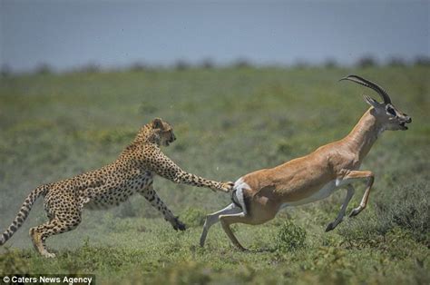 astonishing moment gazelle escapes from the jaws of a cheetah daily