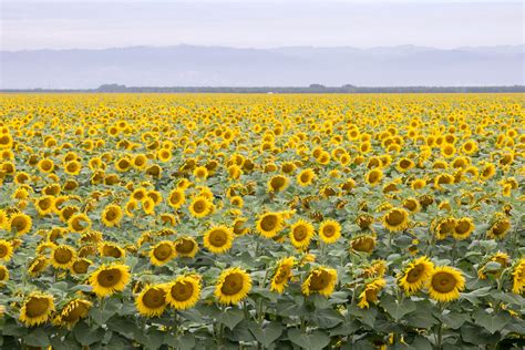 northern californias sunflower fields  brighten   summer