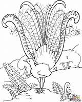 Lyrebird Coloring Pages Printable Superb Peacock Feathers Animals Para Drawings Supercoloring Color Crafts Choose Board sketch template