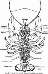 Crayfish Dissection Arthropods Junction Shs2 K12 Westport sketch template