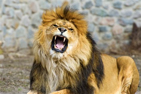 terrifying zoo humans imprisoned  lions roam