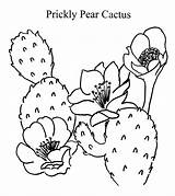 Cactus Drawing Pear Prickly Coloring Becuo Colorat Imagini Coloringhome Comments sketch template