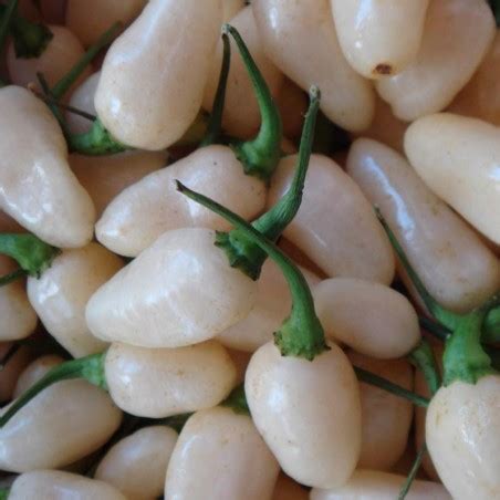 habanero white seeds price