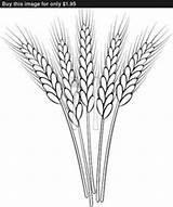 Wheat Ricamo Mano Blé Grano Spighe épis épi Pixgood sketch template