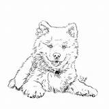 Coloring Dogs Book Pomsky Internet Themed Found Puppy sketch template