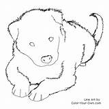 Collie Border Coloring Puppy Dog Pages Color Line Drawings Puppies Own Additions Face Designlooter Visit Webdesign Website Pup sketch template