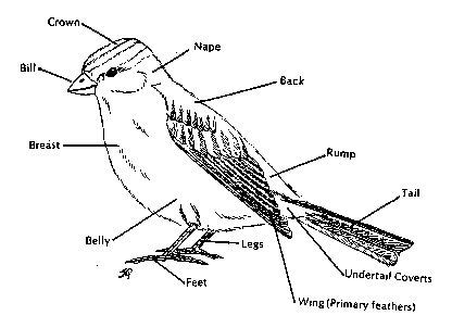 curriculum birds  experiment  pinterest