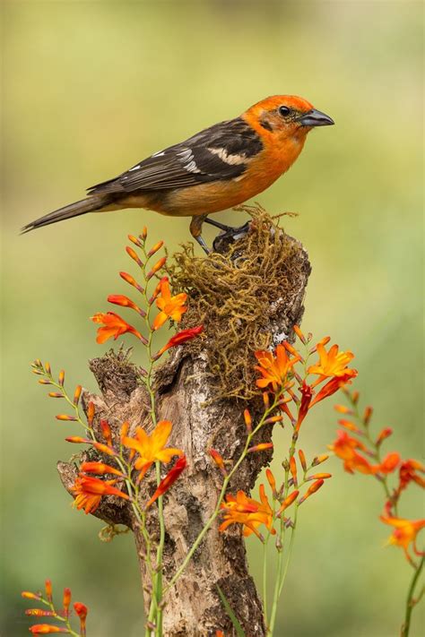 songbirds images  pinterest beautiful birds