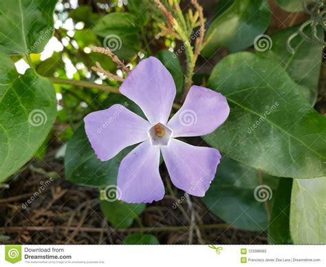 purple vinca minor flower   garden stock image image  petals