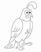 Quail Coloring Pages Common Clipart California Drawing Printable Kids Sketch Getdrawings Library Popular Books sketch template
