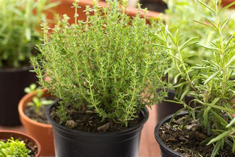 perennial herbs   plant  enjoy  years gardening sun