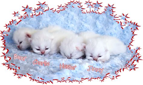 white teacup persian kittens  reserve   receive   discount teacup