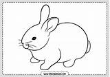 Conejo Pintar Conejos Silueta Rincondibujos Navegación sketch template
