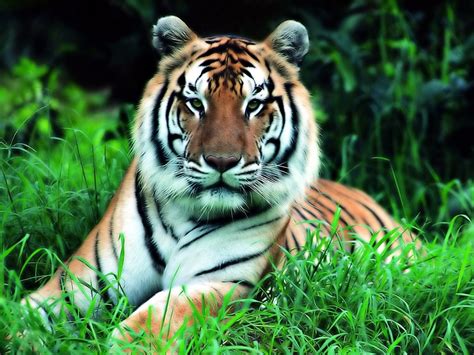 imagenes  fotos de animales tigre