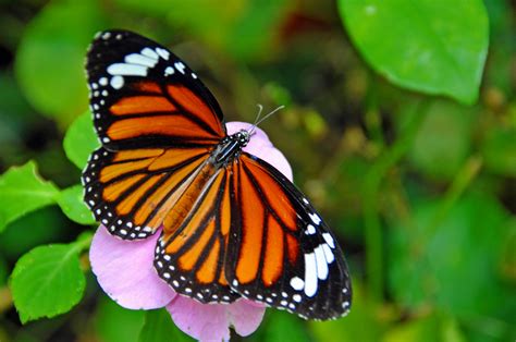 8 ways to save the monarch butterfly greenpeace usa