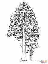 Sequoia Coloring Redwood Giant Tree Pages California State Printable Drawing Cedar Pine Kids Color Trees Supercoloring Line Mission Drawings Sketch sketch template