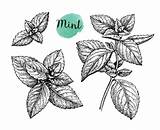 Mint Leaf Sketch Vector Illustration Ink Stock Illustrations Peppermint Clip Isolated Drawn Retro Hand Background Style sketch template