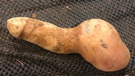Woman S Shock After Spotting Phallic Shaped Sweet Potato Daily Mail