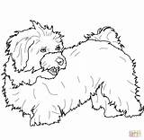 Havanese Tzu Hund Shih Malteser Maltese Havaneser Malvorlage Ausmalbild Hunde Bichon Apso Lhasa Supercoloring Terrier Colouring sketch template