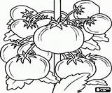 Pages Plant Coloring Tomato Its Vegetables Tomatos Fruits sketch template