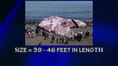 Deep Sea Monster Colossal Squid Found Rare Youtube