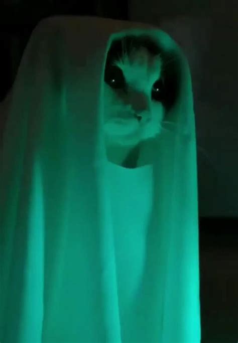 ghost cat wearing white towel meme  meme