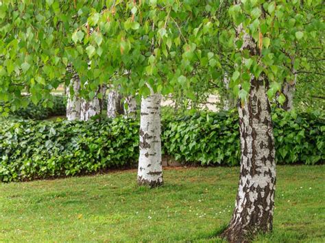 choosing a birch tree betula varieties saga