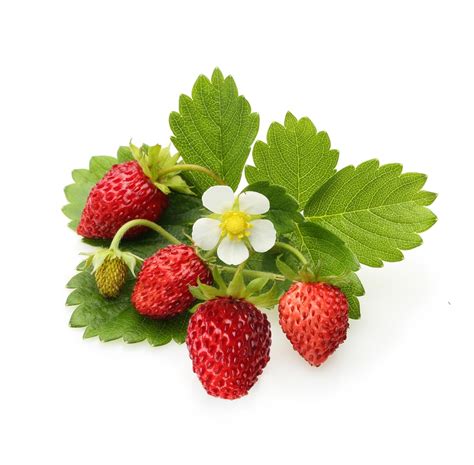 strawberry plants   top facts