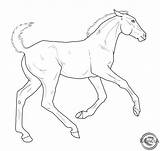 Lineart Foal Foals Vanner Gypsy sketch template