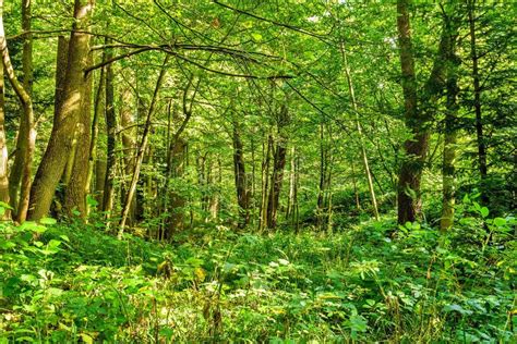 bossen natuur groene houten achtergronden zondag stock afbeelding image  zomer toneel