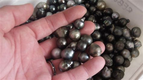 hand picked tahitian black pearl  world  pearl