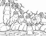 Otter Coloring Pages Zoo Drawing Colouring Otters Book Family Getdrawings Simple Animal Jessperna Baby sketch template